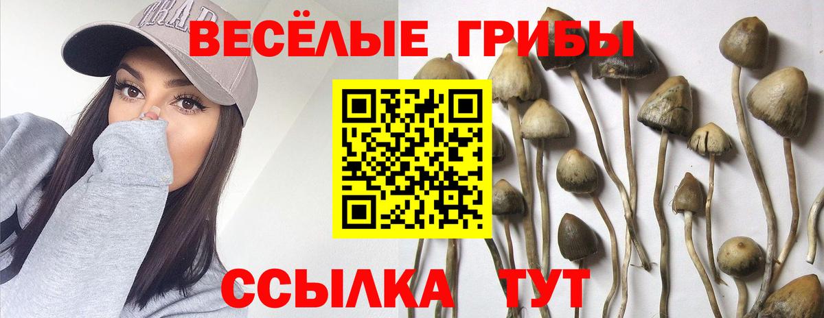 Псилоцибиновые грибы мицелий  купить   Малоярославец  Вход с VPN 